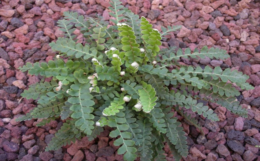 Семейство Асплениевые