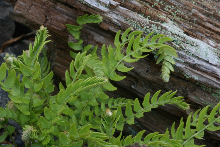Вудсия Эльбская папоротник