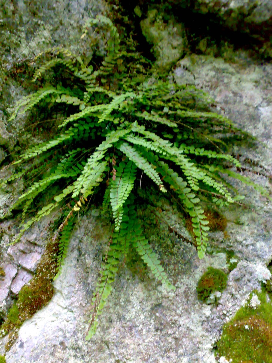 Асплениум волосовидный (Костенец).