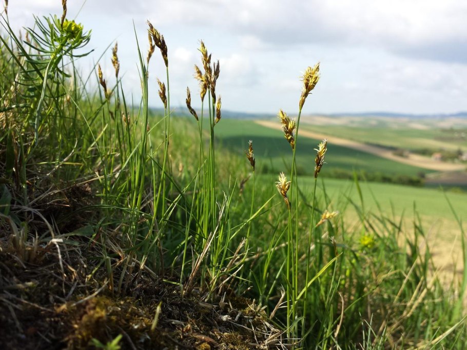 Осока короткостолбиковая