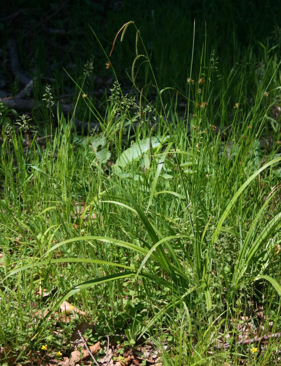 Carex pachystylis