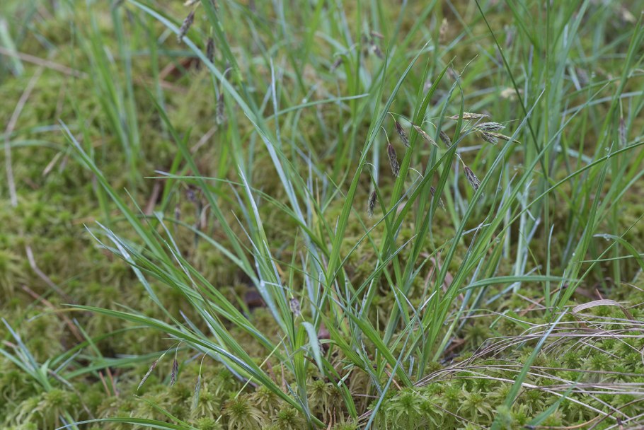Осока пустынная (Carex pachystylis)