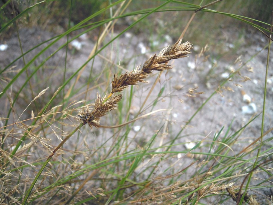 Carex stipata