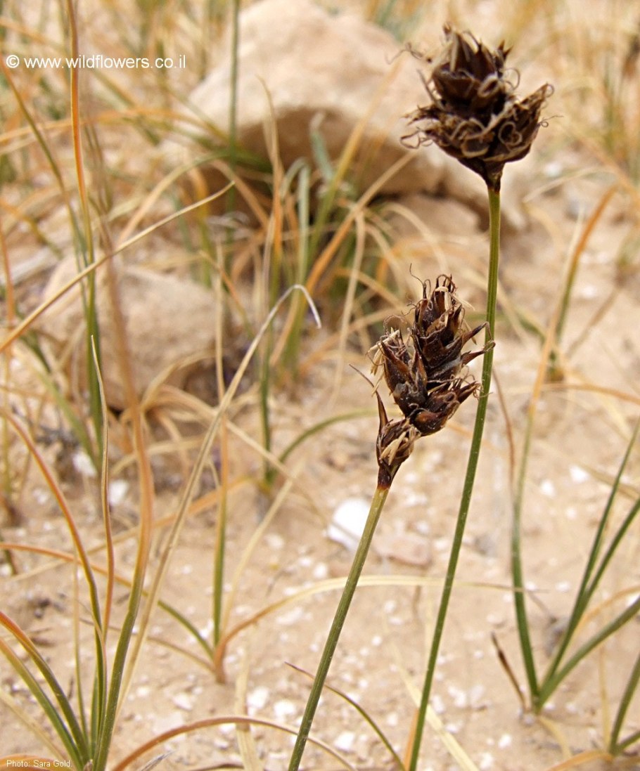 Осока пустынная (Carex pachystylis)