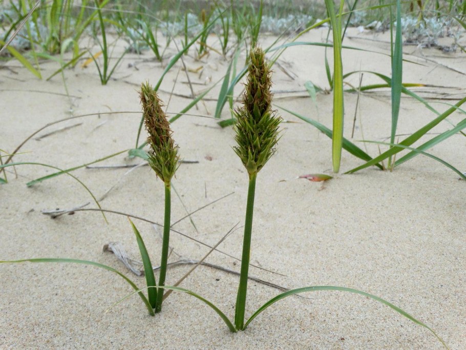 Осока Песчаная (Carex arenaria)