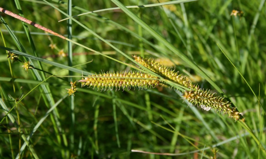 Осока носиковая