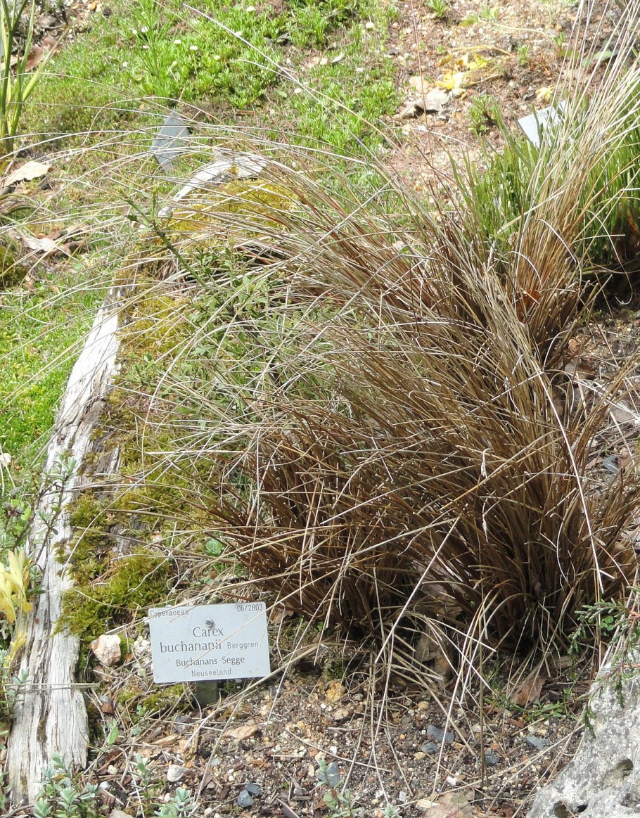 Осока тонкоцветковая