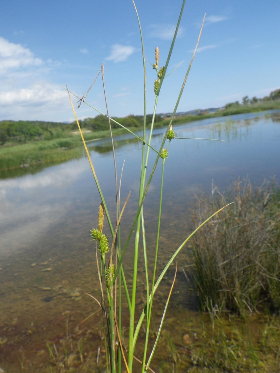 Осока пустынная (Carex pachystylis)