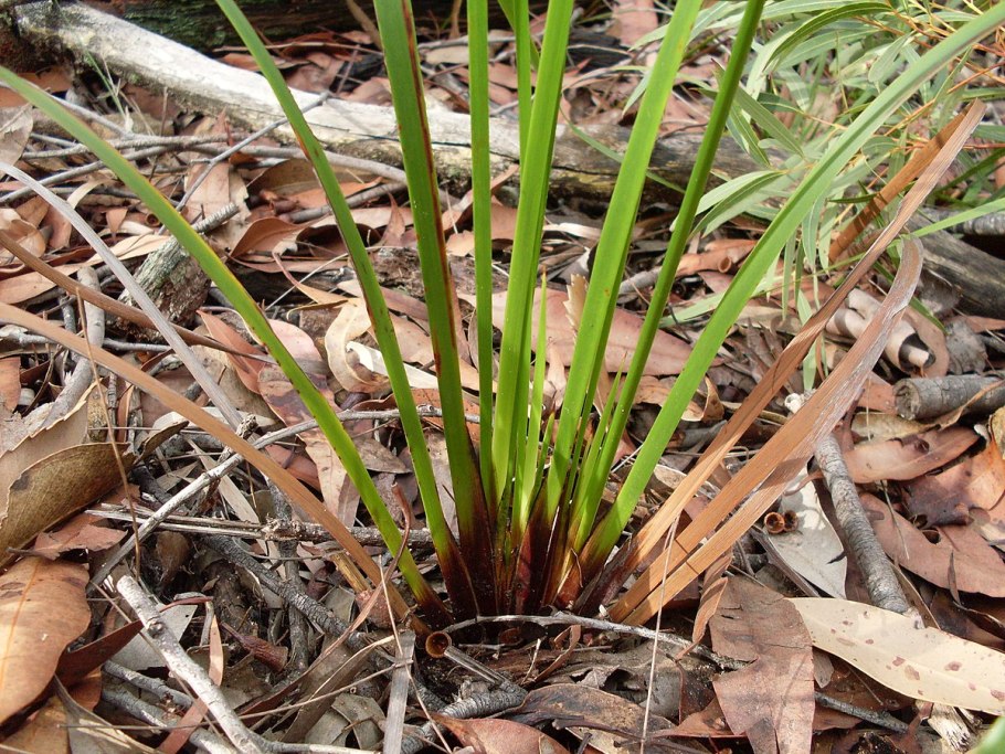 Осока головчатая