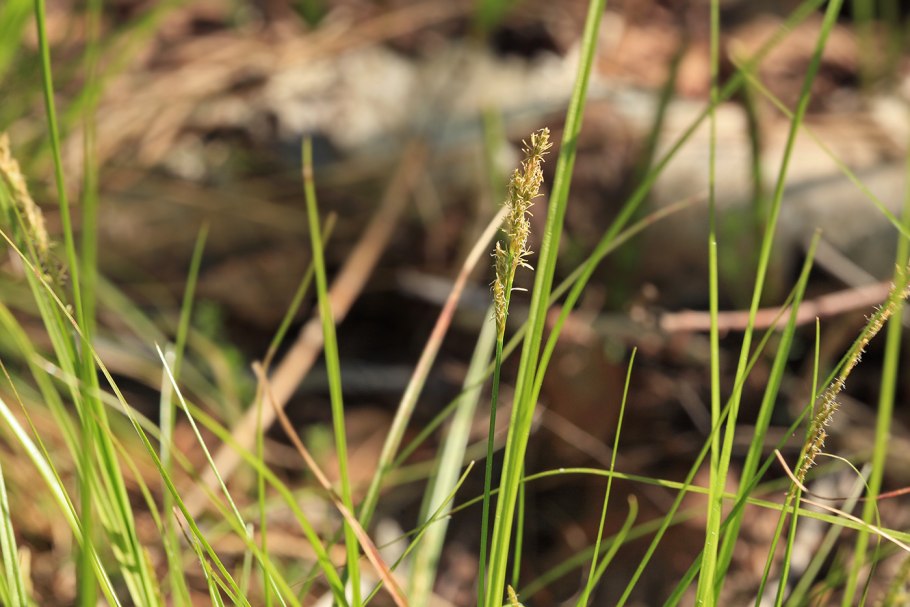 Carex elongata