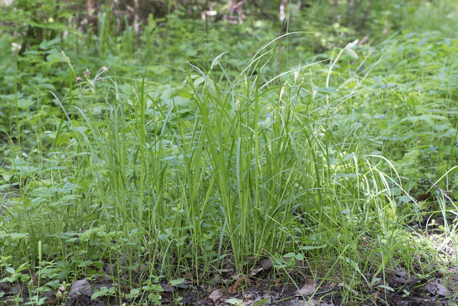 Осока (Carex) Эверголд