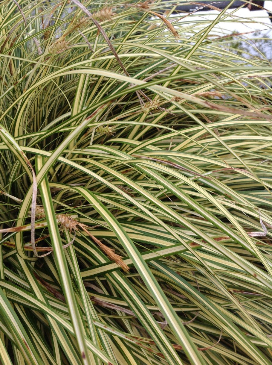 Осока Песчаная