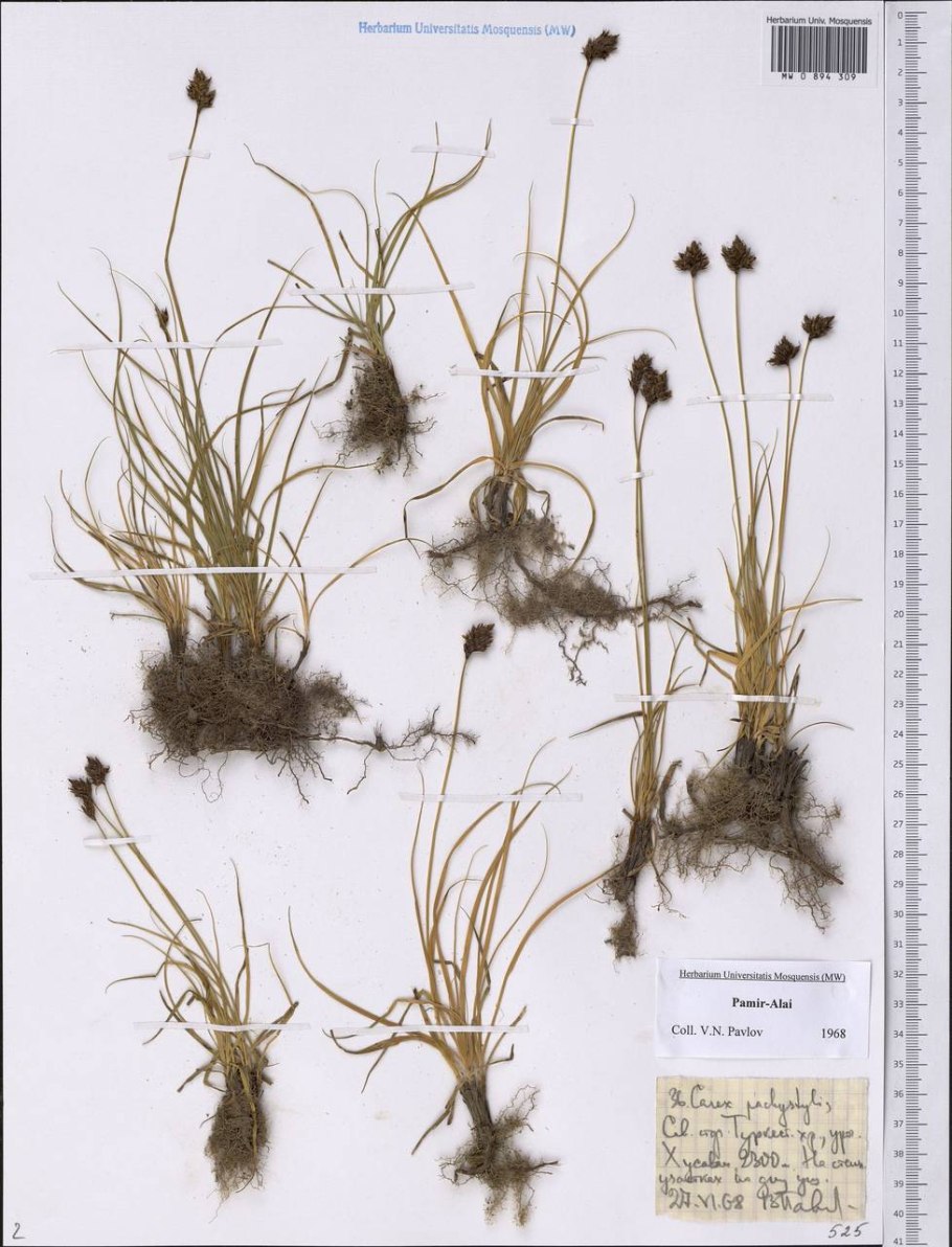 Осока Весенняя (Carex caryophyllea )