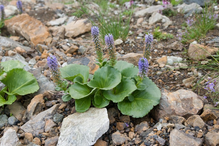 Лаготис столононосный