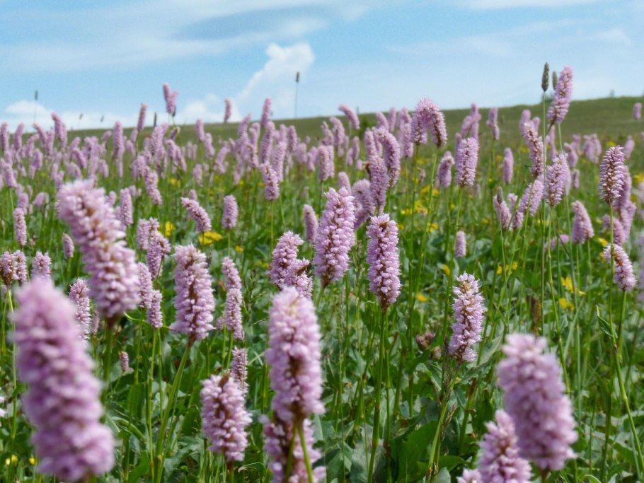 Растение Лаготис Уральский
