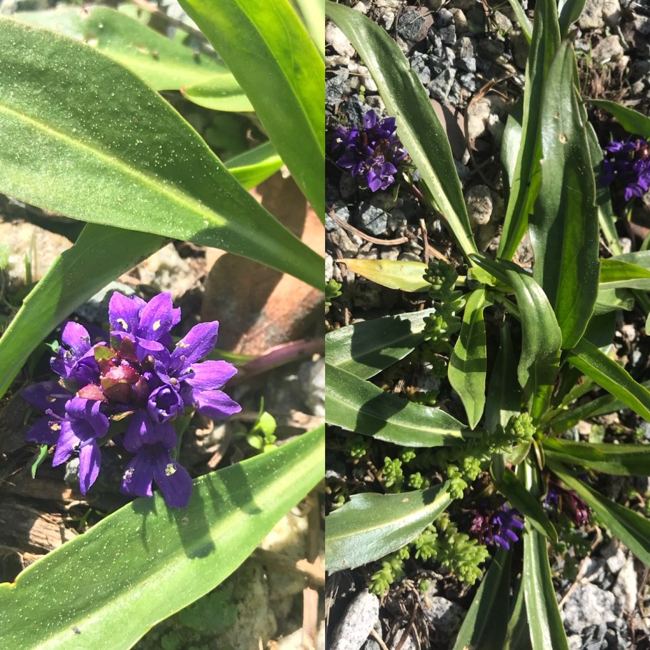 Лаготис Столонифера