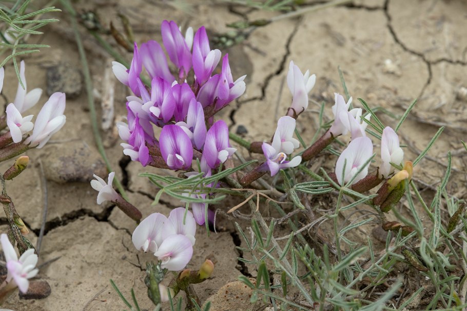 Cardamine trifida Poir.