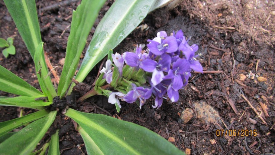 Лаготис Столонифера