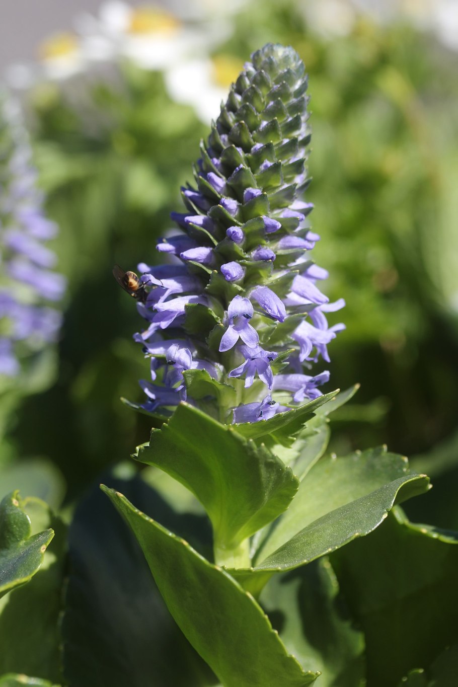 Лаготис Победоносный