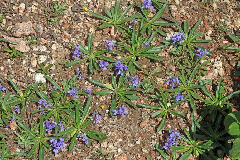 Растение Лаготис Уральский