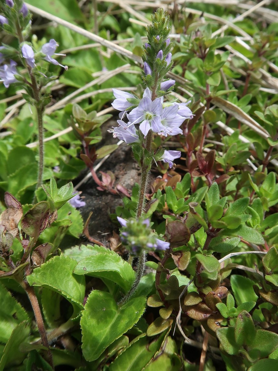 Вероника тимьянолистная