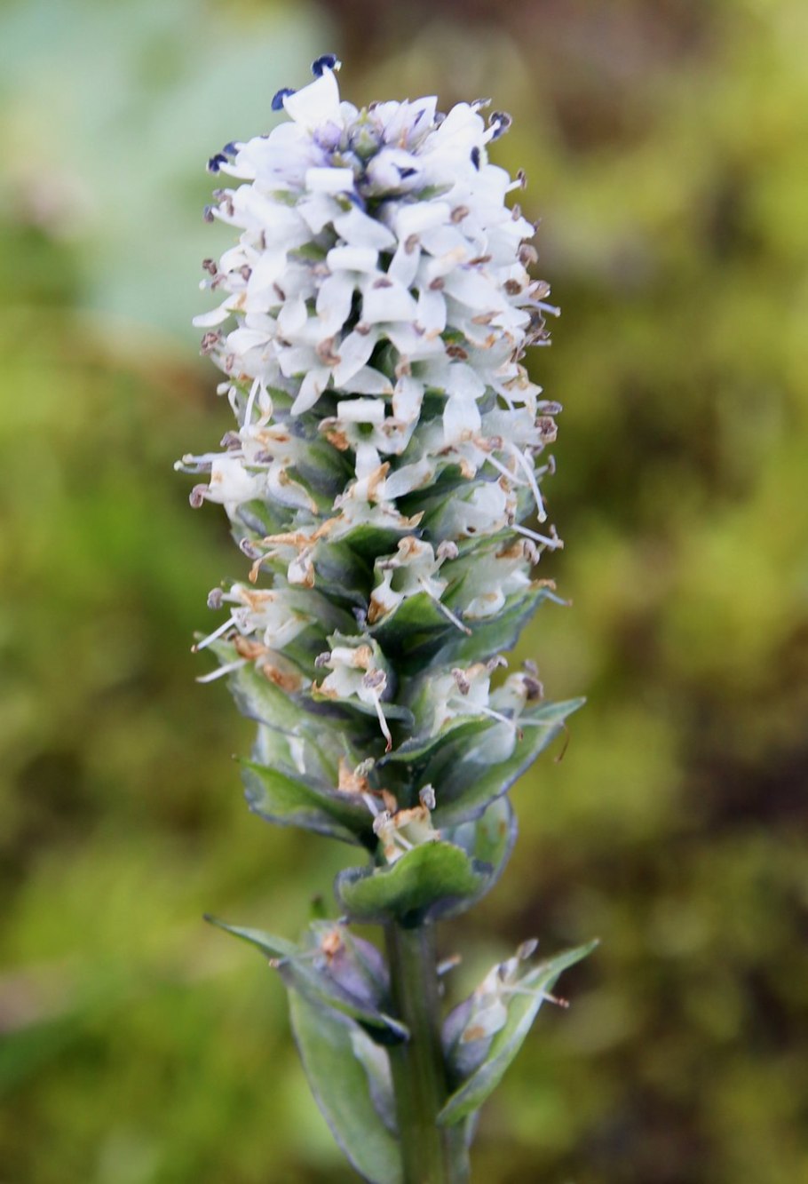 Растение Лаготис Уральский