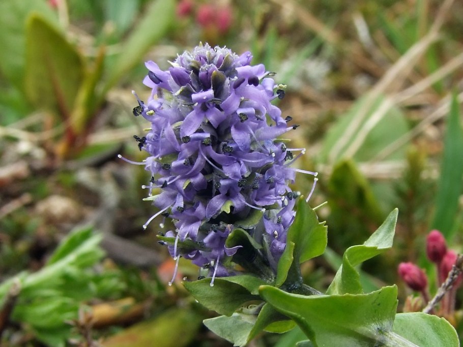 Лаготис Уральский