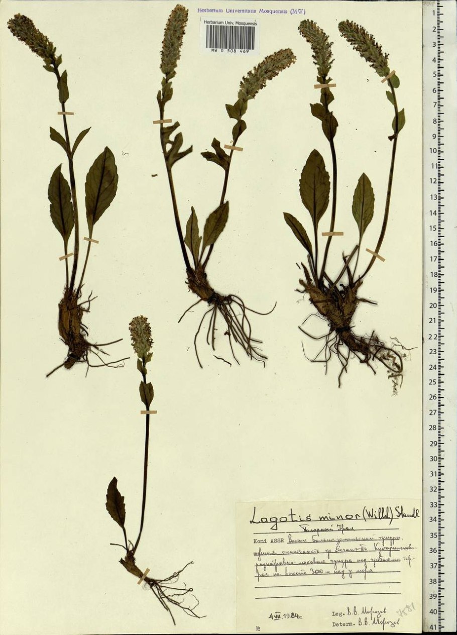 Лаготис Уральский эндемик