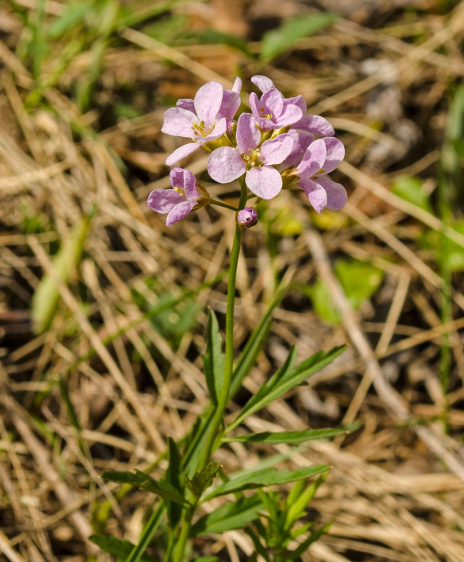 Астрагал Гельма (Astragalus Helmii)