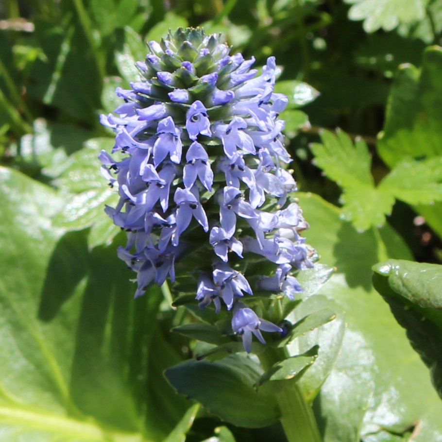 Цветок Лаготис