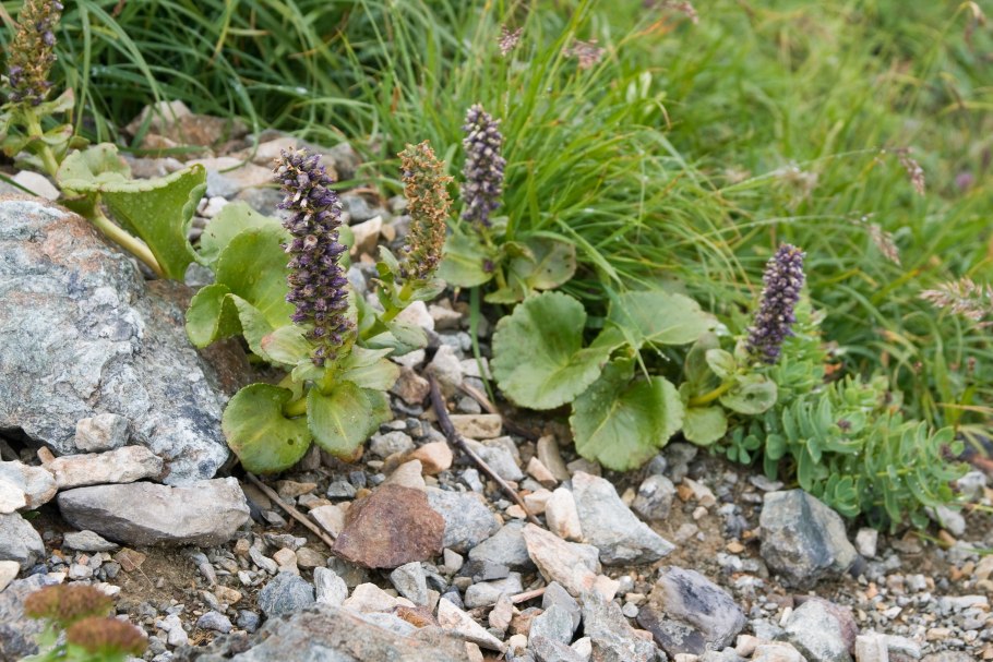 Лаготис Уральский плоды