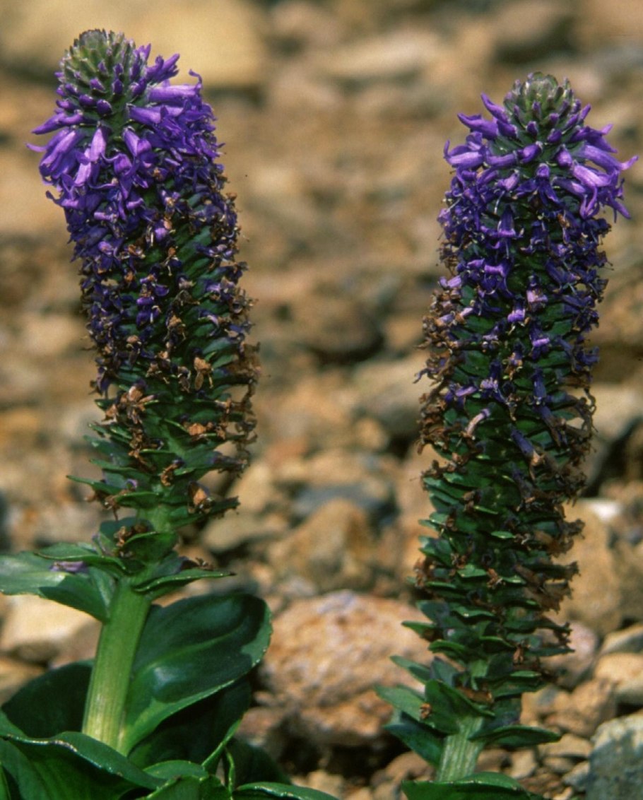 Цветок Лаготис