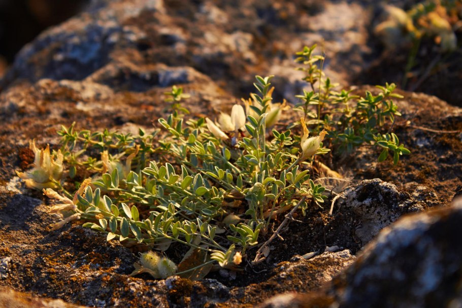 Вероника тимьянолистная