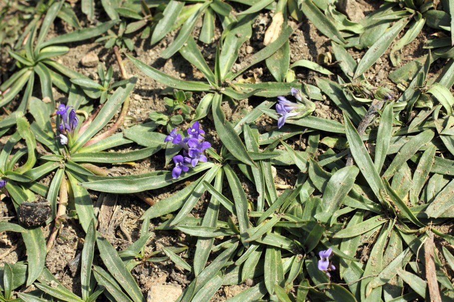 Лаготис побегоносный