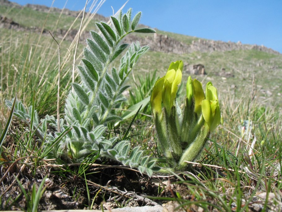 Астрагал Цингера (Astragalus zingeri)