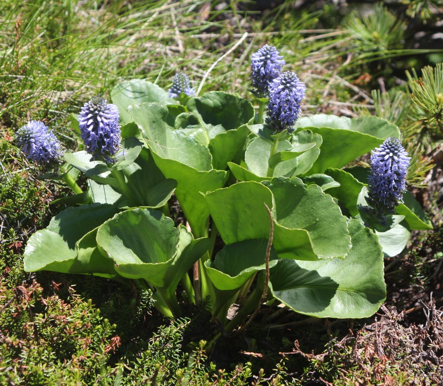 Лаготис Уральский