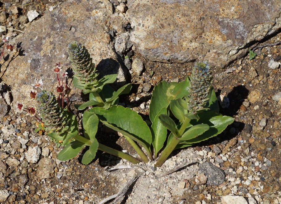 Лаготис Уральский