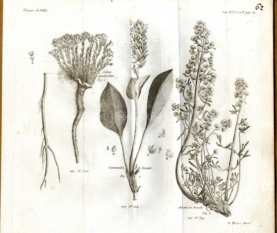 Астрагал рогоплодный