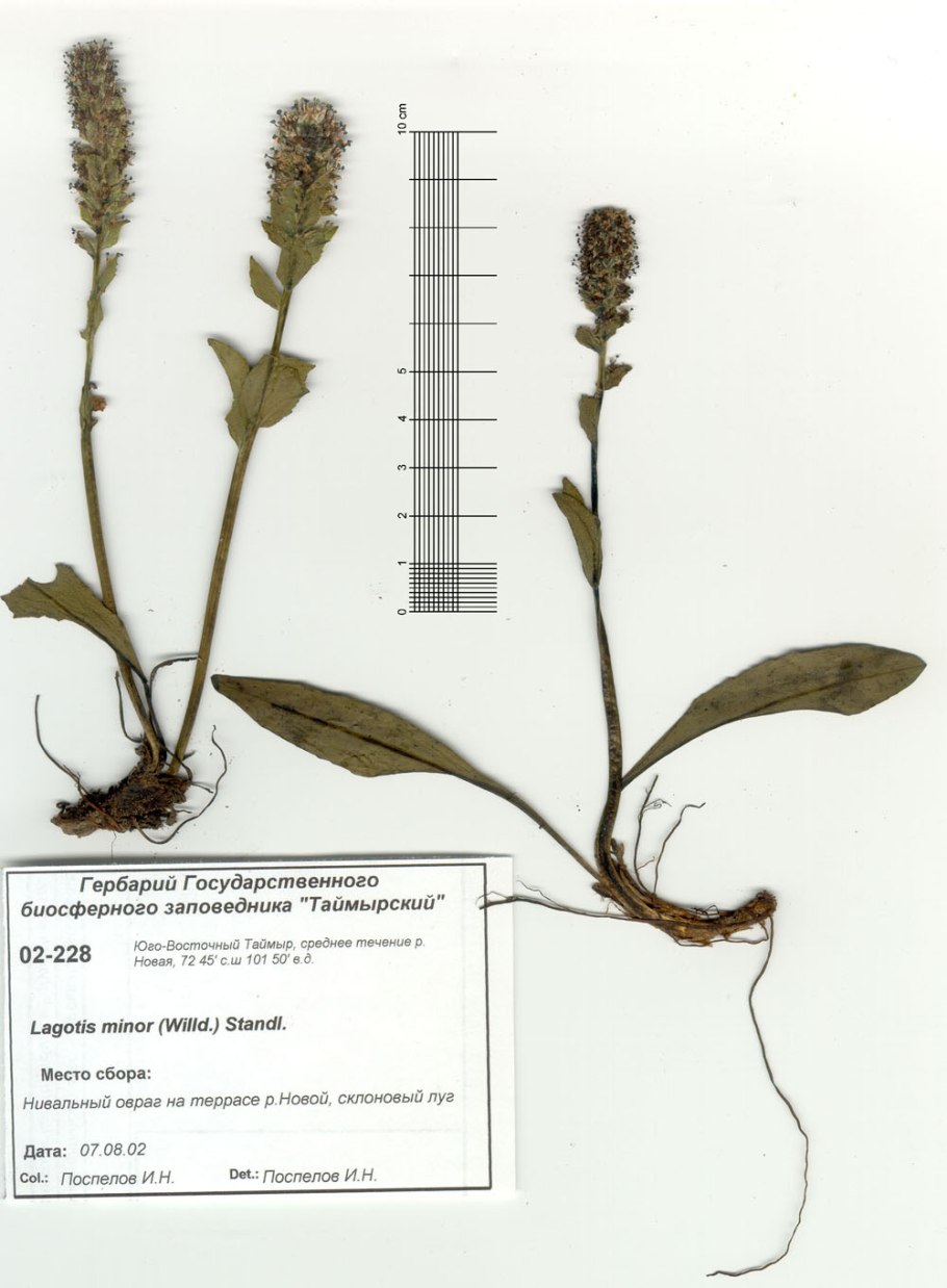 Рисунки растений Палласа