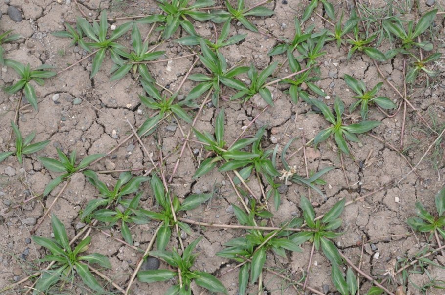 Качим Пинежский