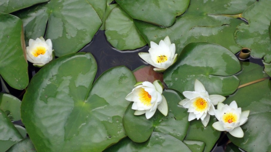 Кувшинка белая