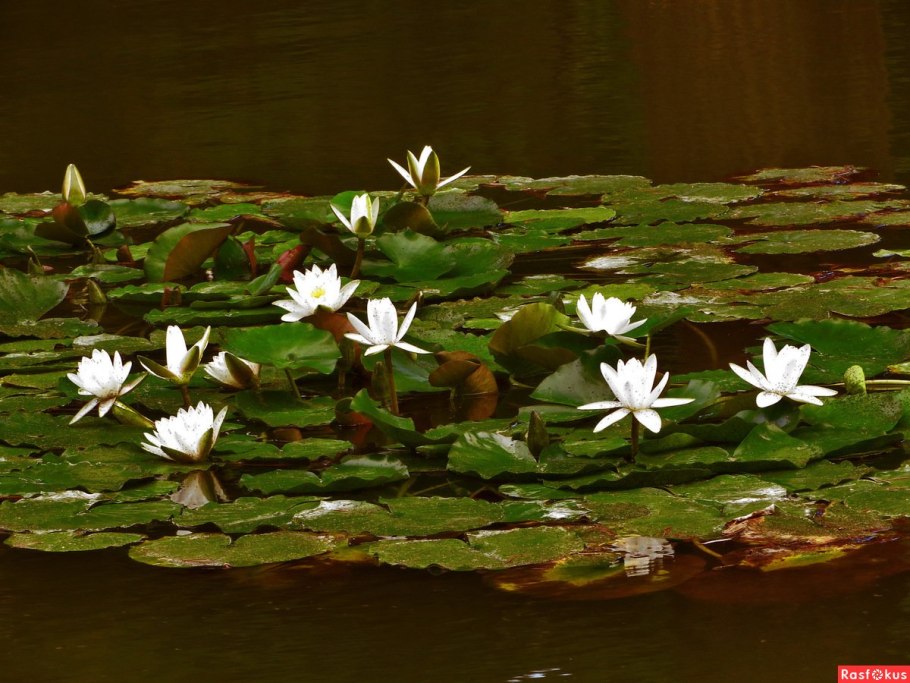 Кувшинка белоснежная Марий Эл