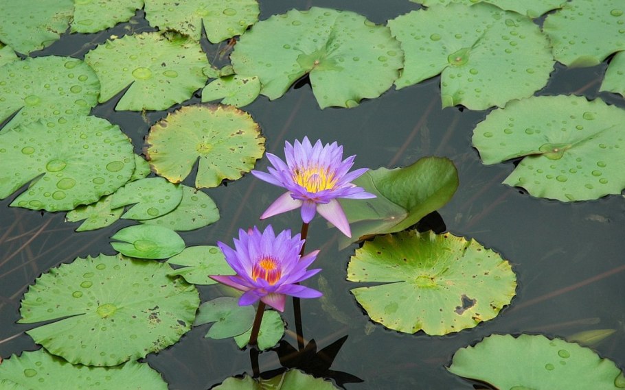 Нимфея (кувшинка) Рэй Дэвис