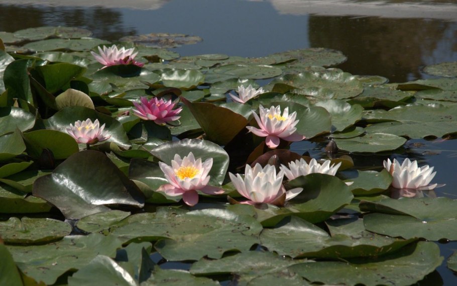 Nymphaea Marliacea rosea