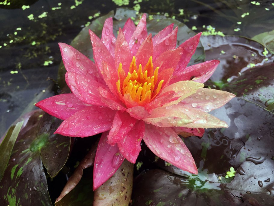 Нимфея wanvisa