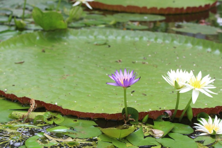 Нимфея мелкоцветковая