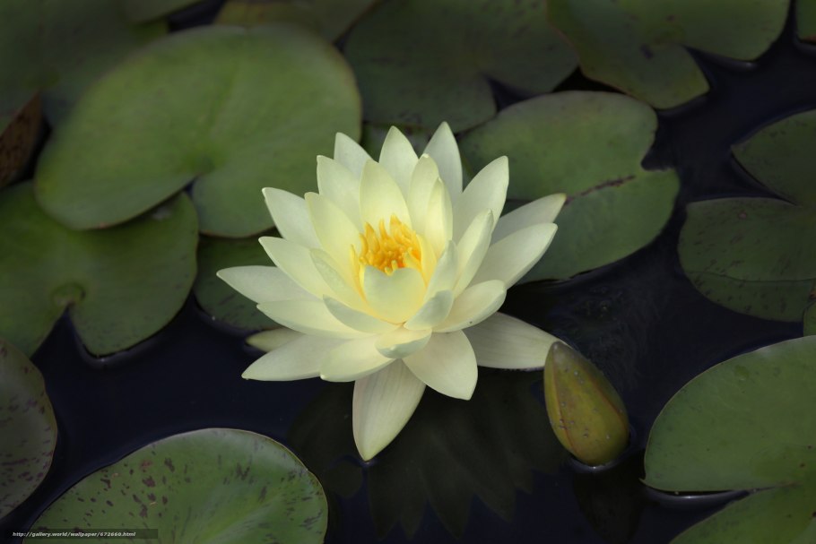 Нимфея Майра