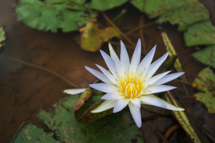 Nymphaea caerulea