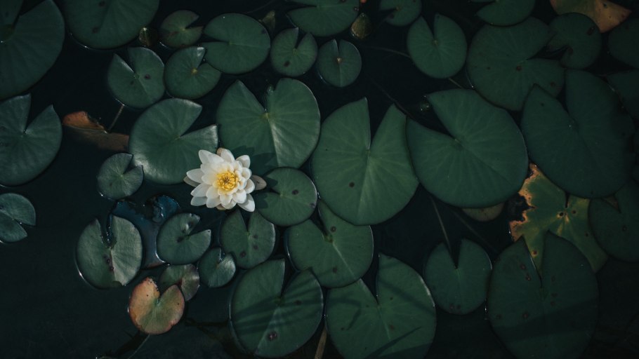 Цветок с листьями как у кувшинки