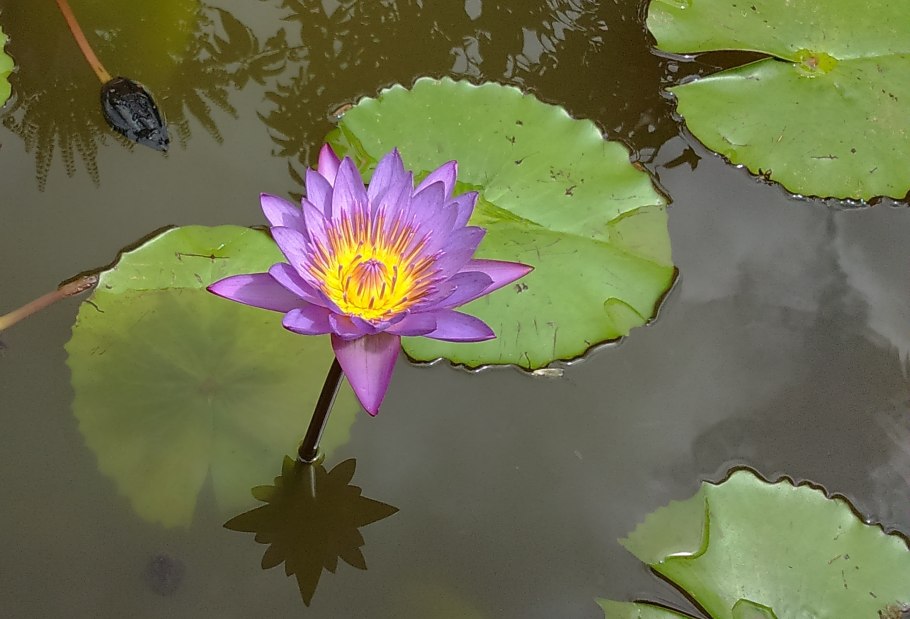 Nymphaea purple joy